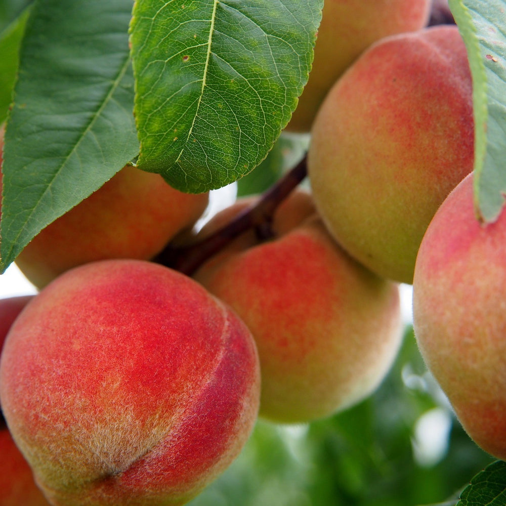 Al's Garden & Home 'Veteran' Semi-Dwarf Peach (Prunus persica), 7 Gallon Tree edible tree