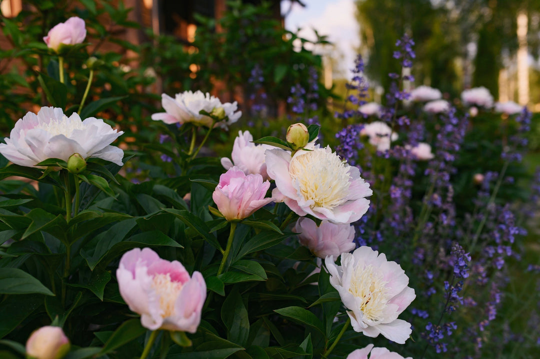 The Power of Perennials: What to Plant Now for Year-Round Beauty