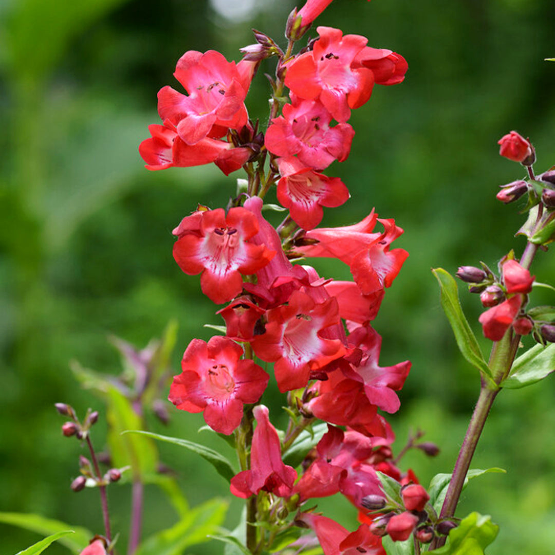 Al's Garden & Home 'Cherry Sparks' Penstemon, 1 Gallon perennial