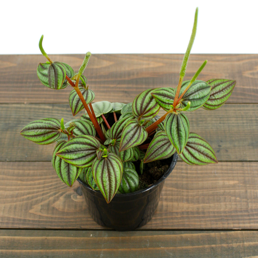 Amro Nurseries generic Piccolo Bandana Peperomia (Peporomia albovittata), 4 Inch houseplant