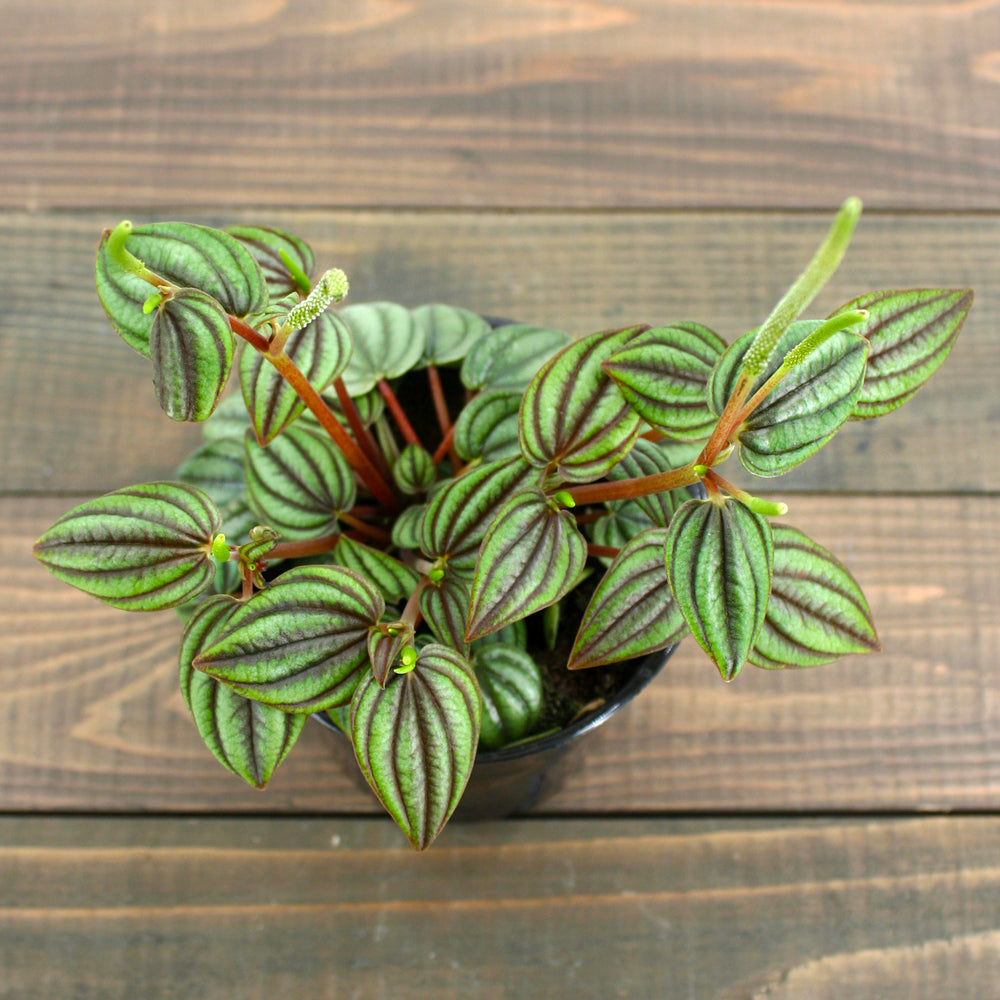 Amro Nurseries generic Piccolo Bandana Peperomia (Peporomia albovittata), 4 Inch houseplant