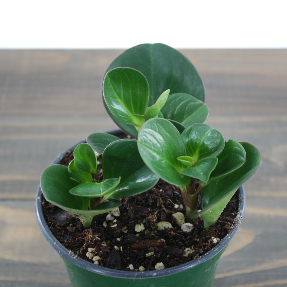 Al's Garden & Home 'Green' Baby Rubber Plant (Peperomia obtusifolia), 4 Inch houseplant
