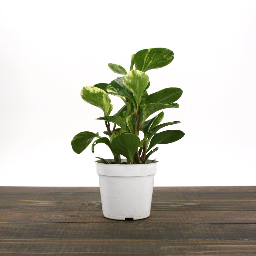 Al's Garden & Home 'Marble' Baby Rubber Plant (Peperomia obtusifolia), 4 Inch houseplant