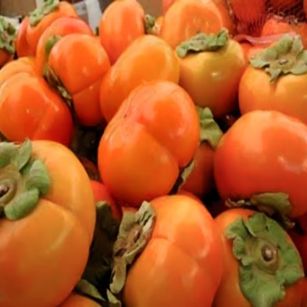 Al's Garden & Home 'Fuyu' Persimmon (Diospyros kaki), 7 Gallon edible tree