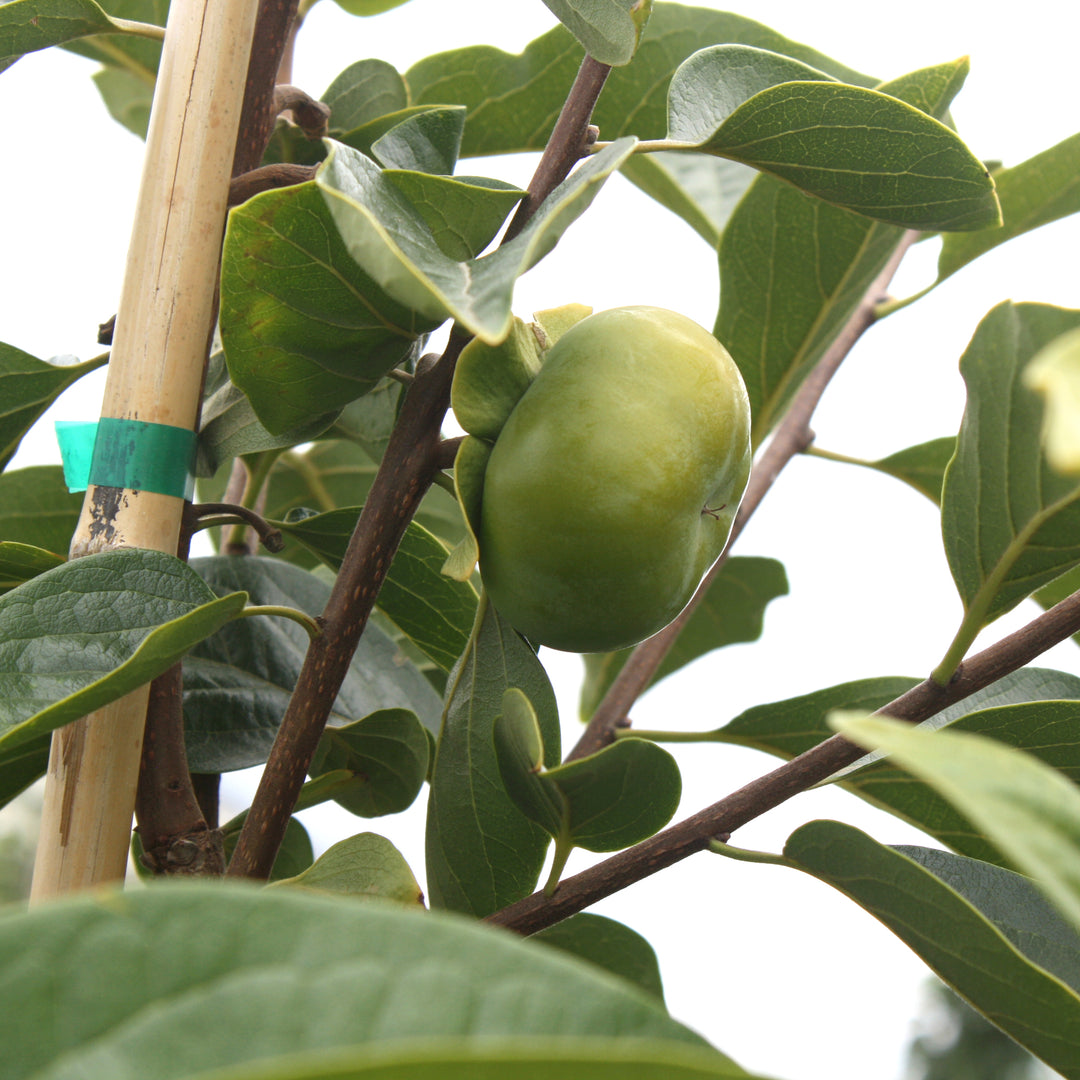 Al's Garden & Home 'Fuyu' Persimmon (Diospyros kaki), 7 Gallon edible tree
