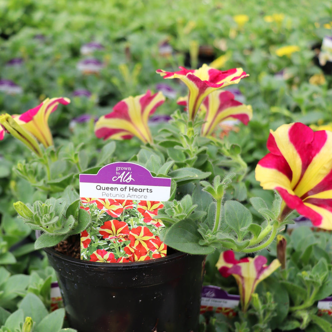 Premium Annual Petunia
