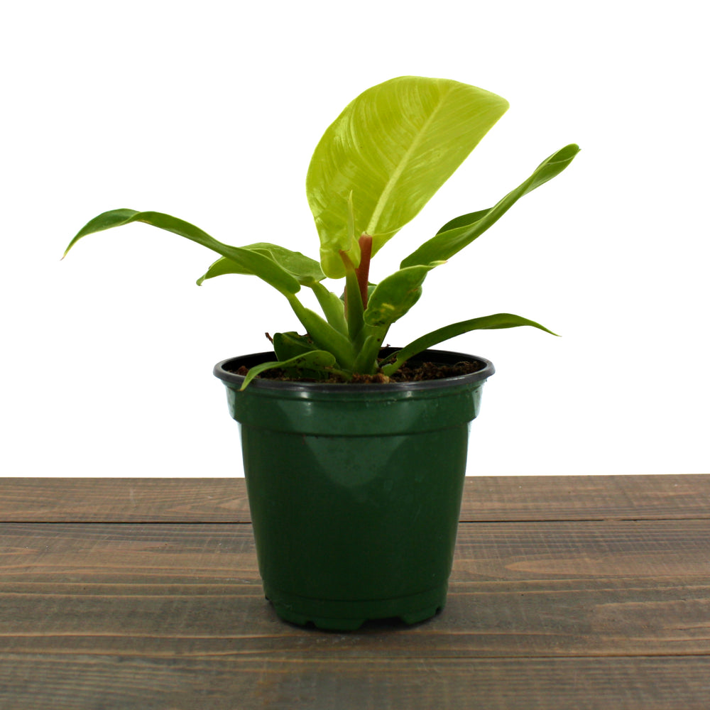 Fessler Nursery generic Moonlight Philodendron (Philodendron schott), 4 Inch houseplant