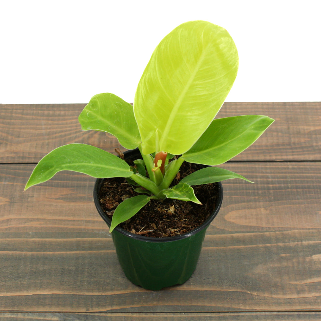 Fessler Nursery generic Moonlight Philodendron (Philodendron schott), 4 Inch houseplant
