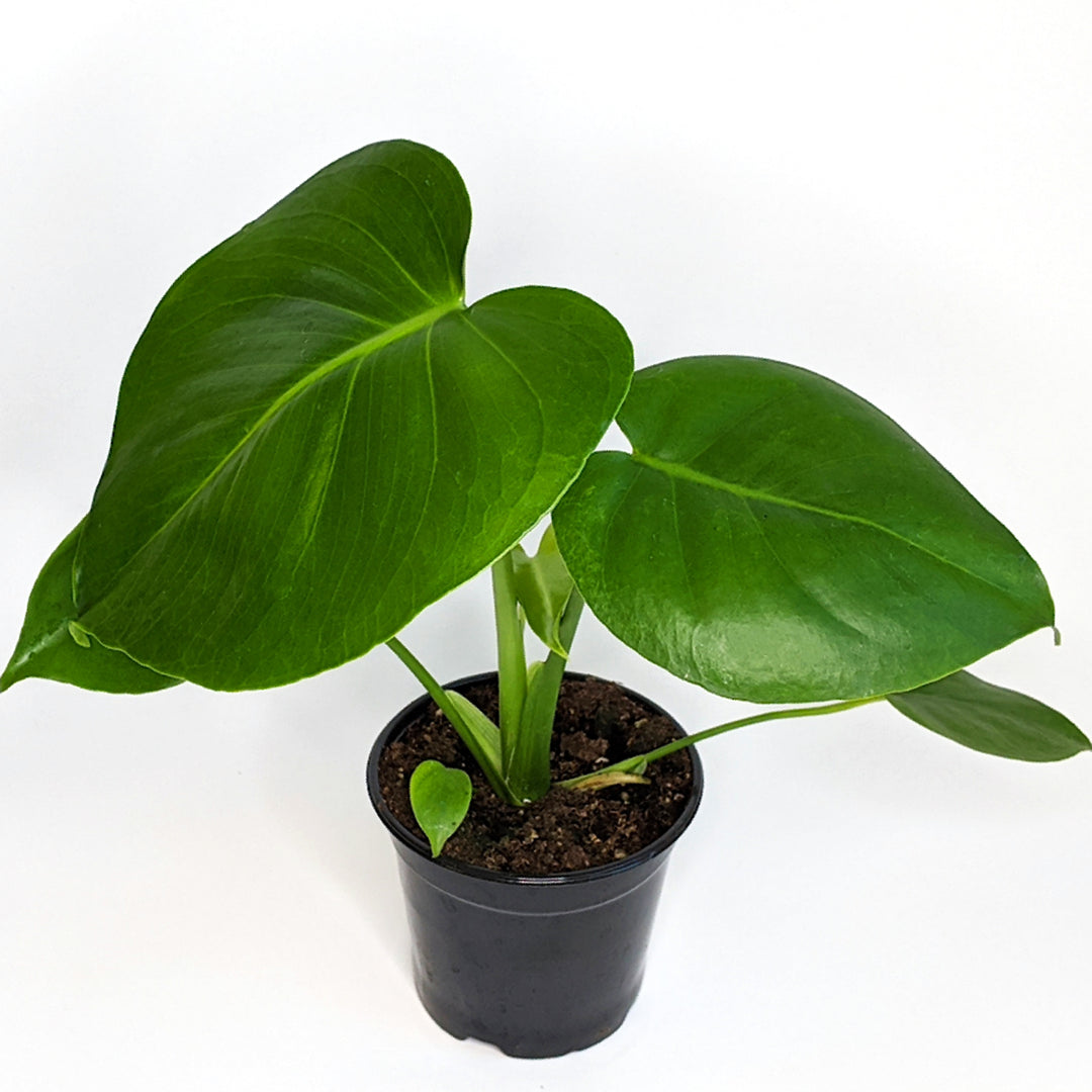 Superior Plant Sales generic Split Leaf Philodendron (Monstera deliciosa), 6 Inch houseplant