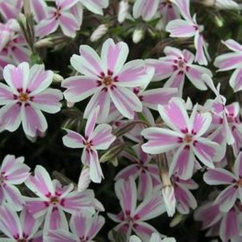 Al's Garden & Home 'Candy Stripe' Creeping Phlox (Phlox subulata), 1 Gallon perennial