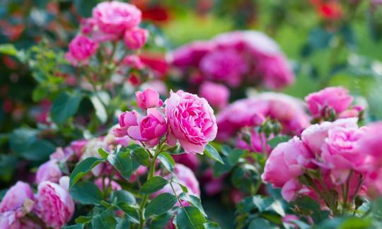 Roses