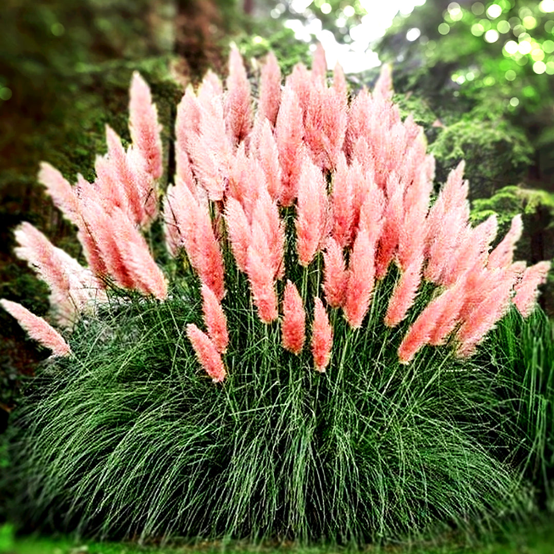 Pampas Grass