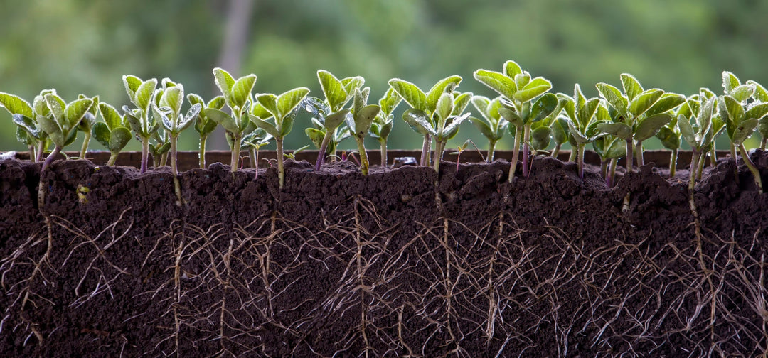 Growing Strong Roots: The Importance of Soil and Compost
