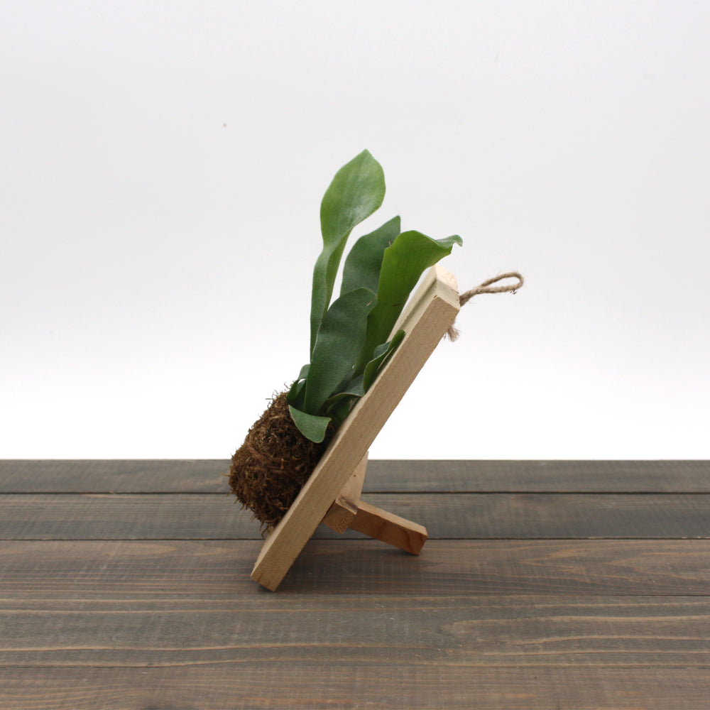 Al's Garden & Home generic Staghorn Fern (Platycerium bifrucatum), Plank houseplant