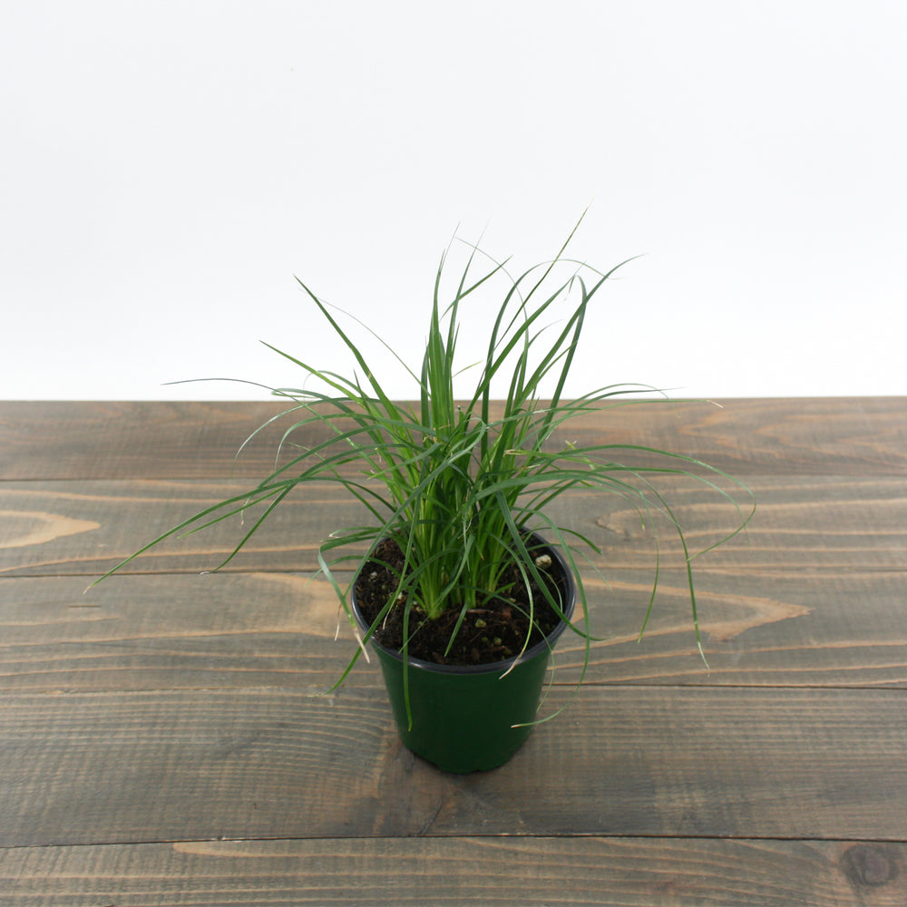 Fessler Nursery generic Ponytail Palm (Beaucarnea), 4 Inch houseplant