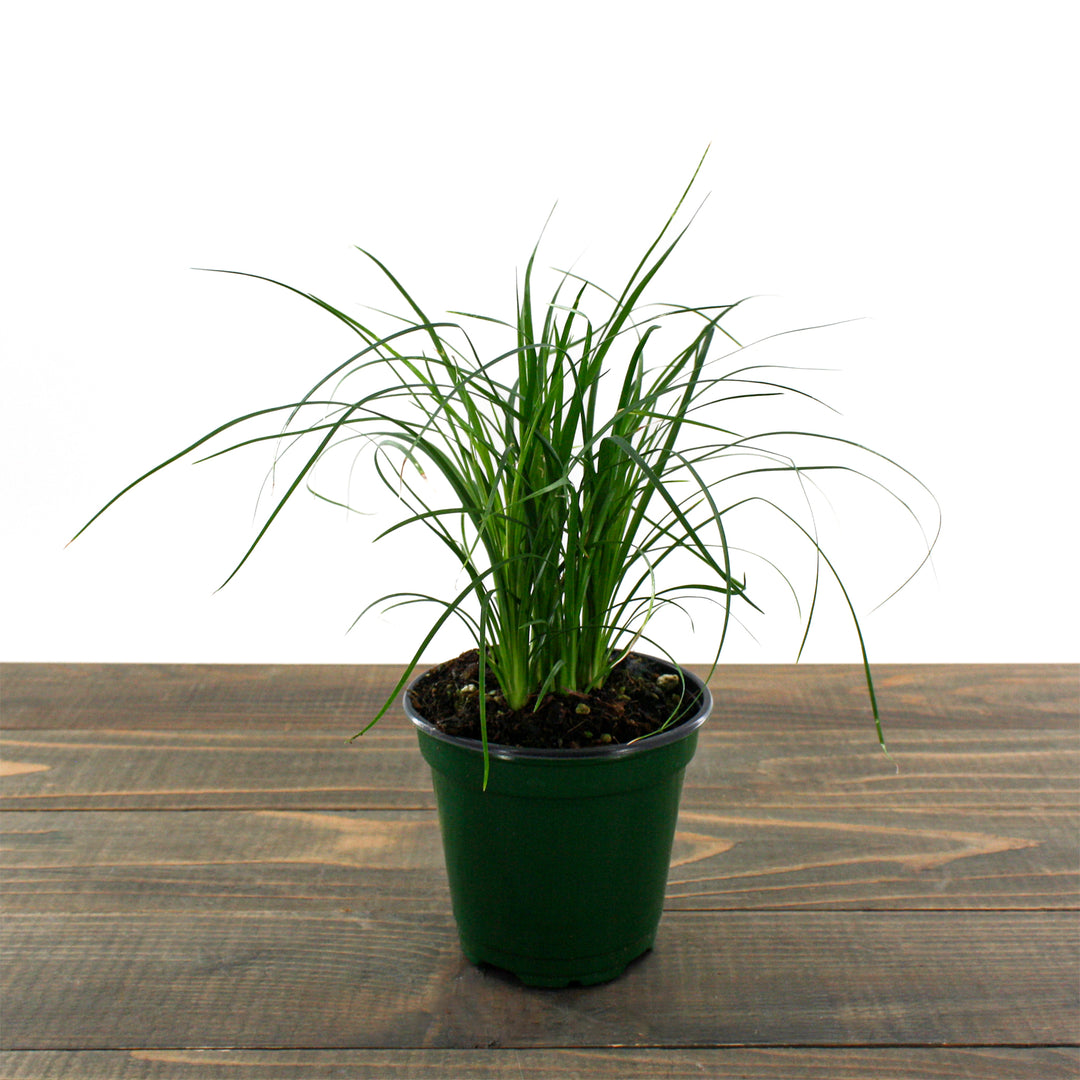 Fessler Nursery generic Ponytail Palm (Beaucarnea), 4 Inch houseplant