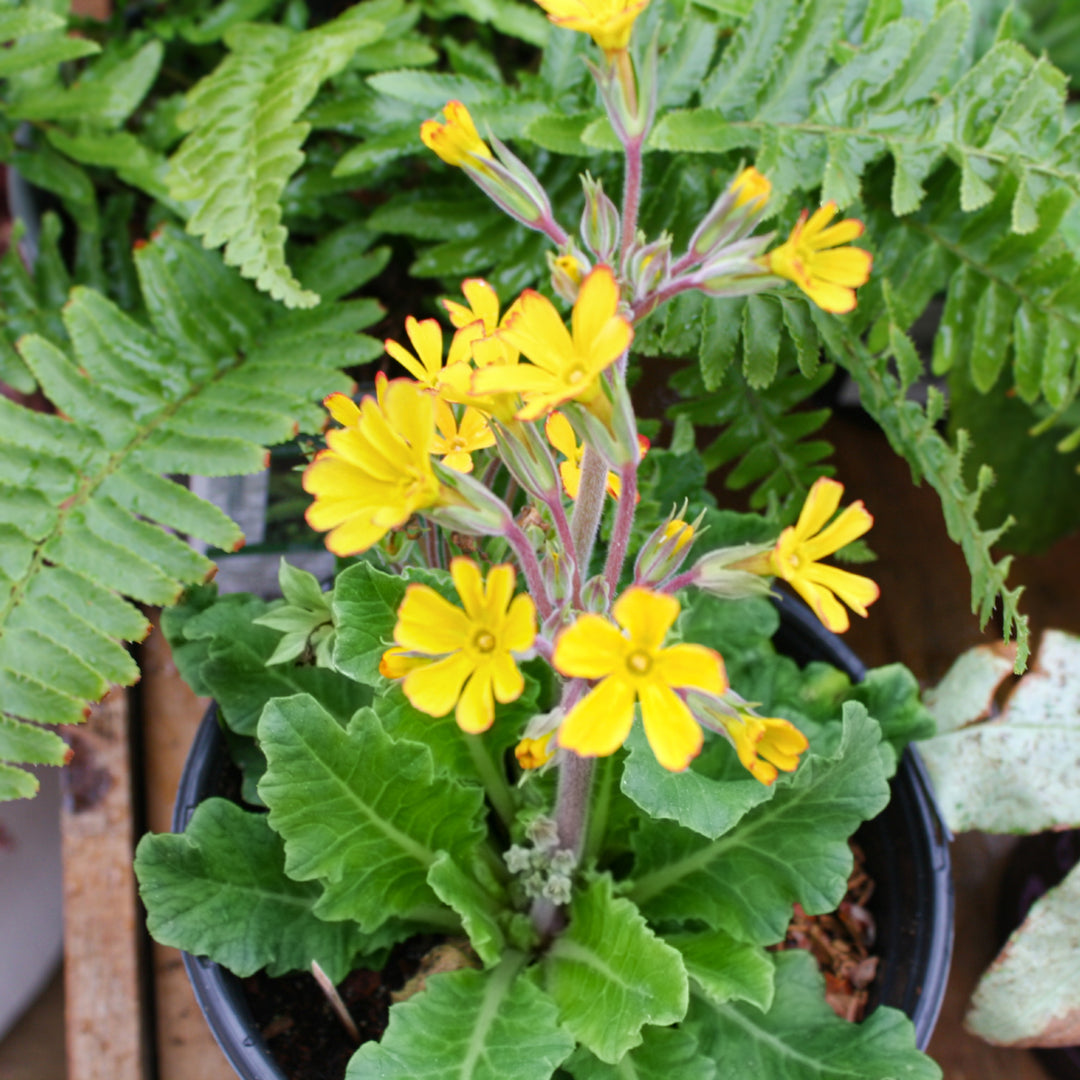 Primrose