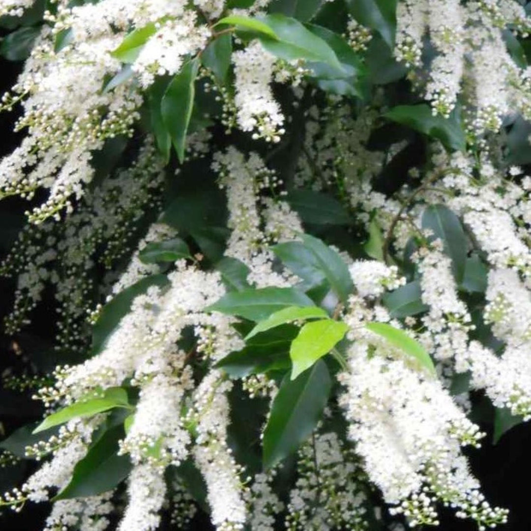 Portuguese Laurel