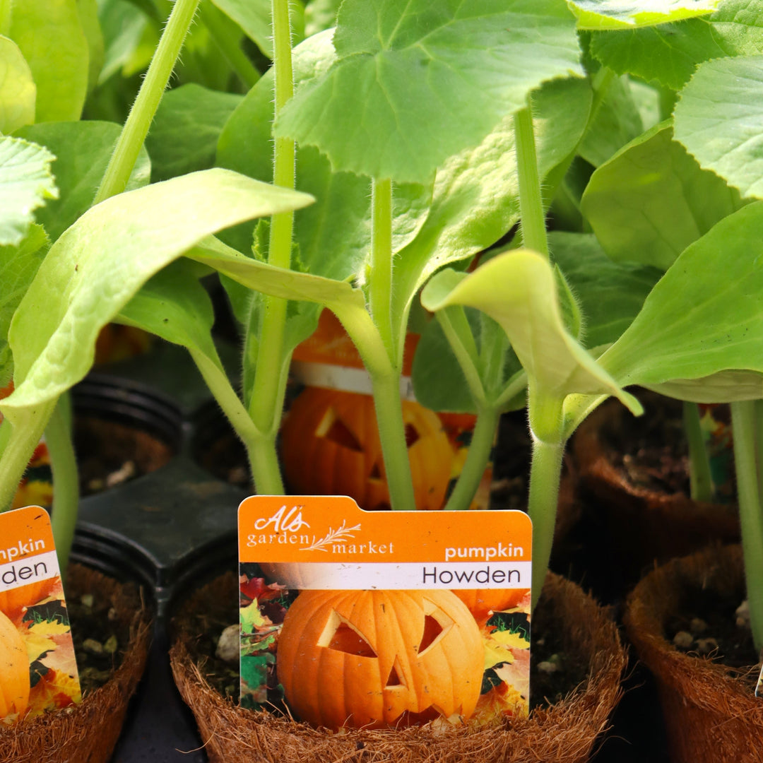 Pumpkin