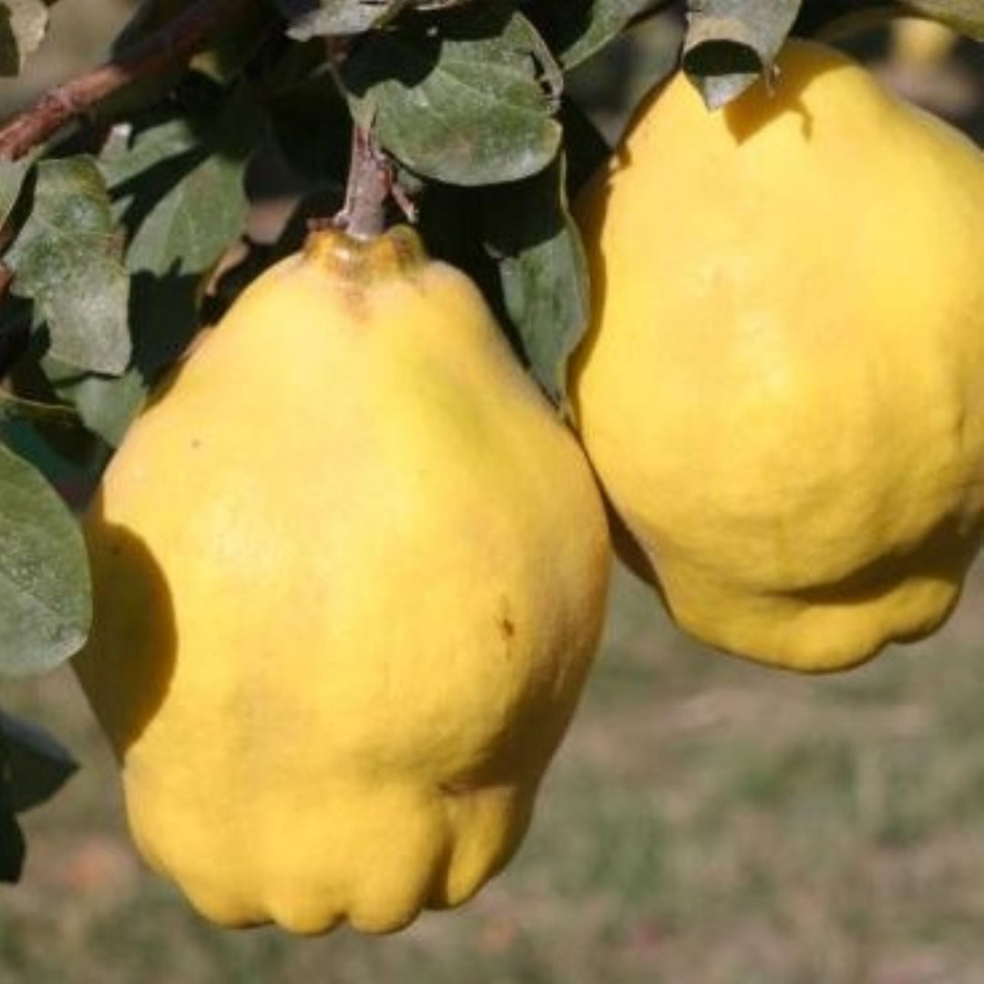 Dwarf Quince