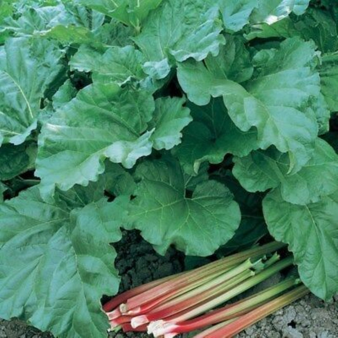 Rhubarb