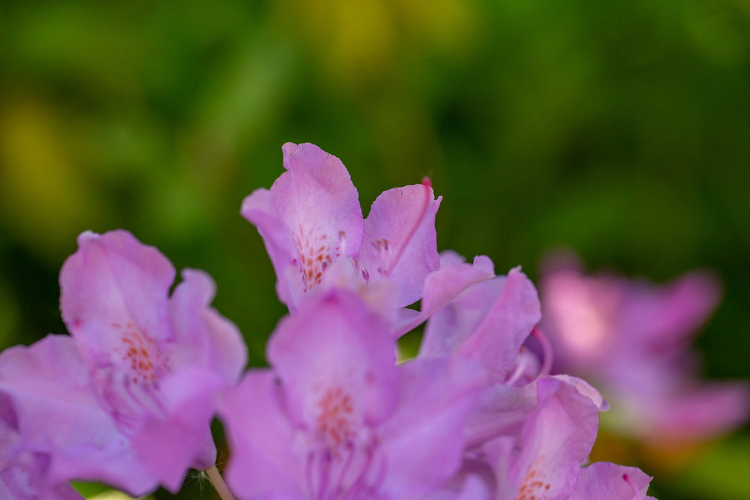 Welcoming Spring: The Best Plants to Start Your Garden