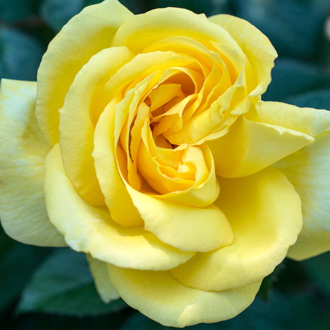 Al's Garden and Home 'Eternal Flame' Hybrid Tea Star Rose shrub