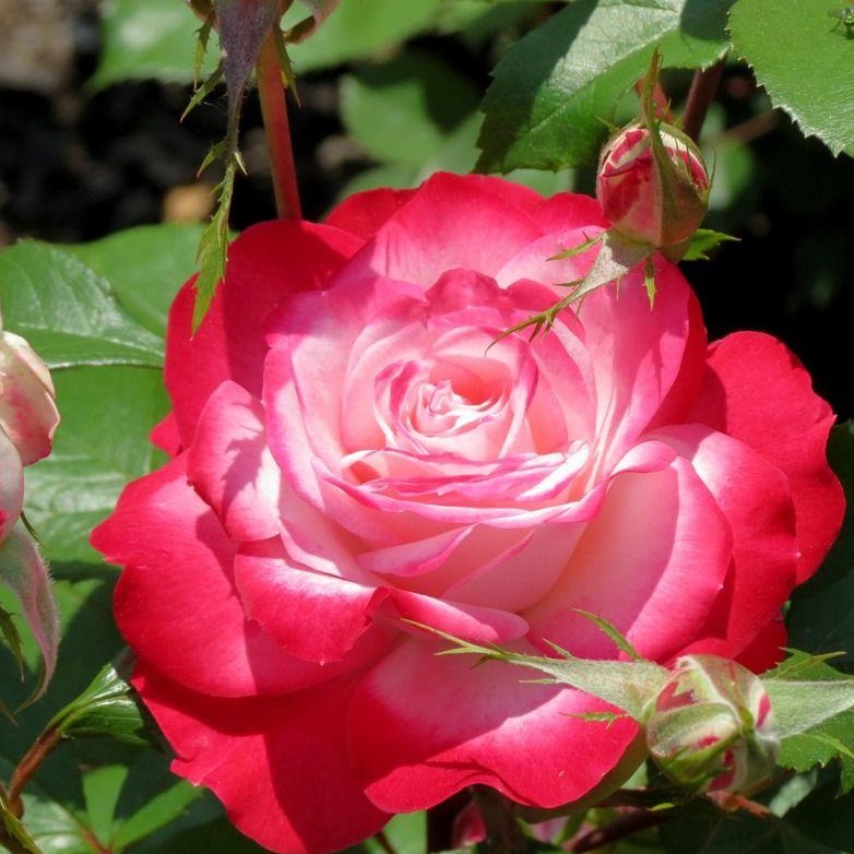 Al's Garden and Home 'Candy Cane Cocktail' Floribunda Star Rose shrub