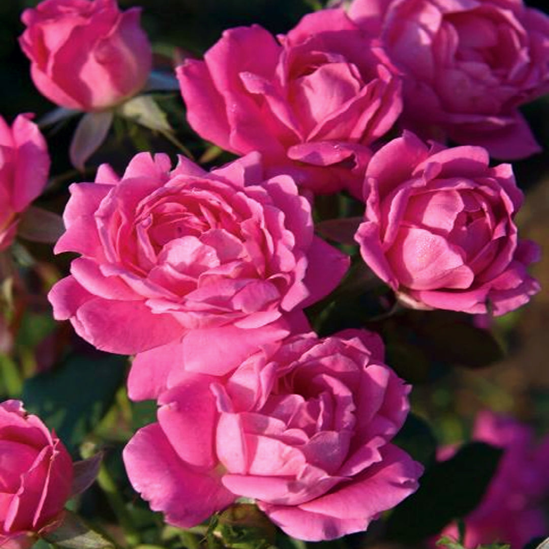 Al's Garden and Home Rose