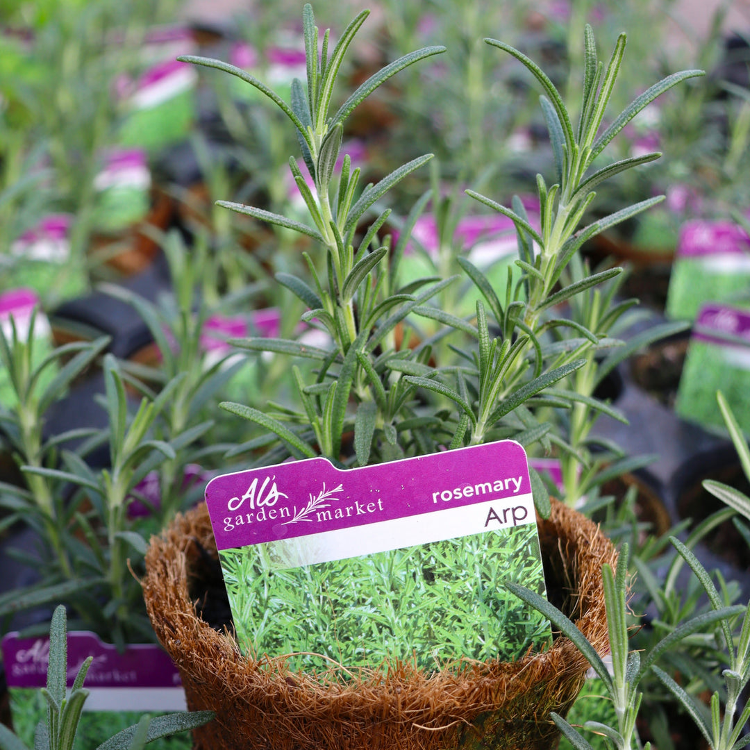 Al's Garden and Home Arp Rosemary