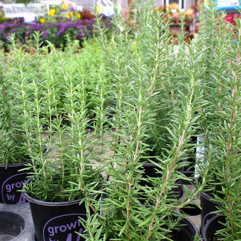 Al's Garden & Home 'Spice Island' Rosemary (Salvia rosmarinus), 1 Gallon edible herb annual