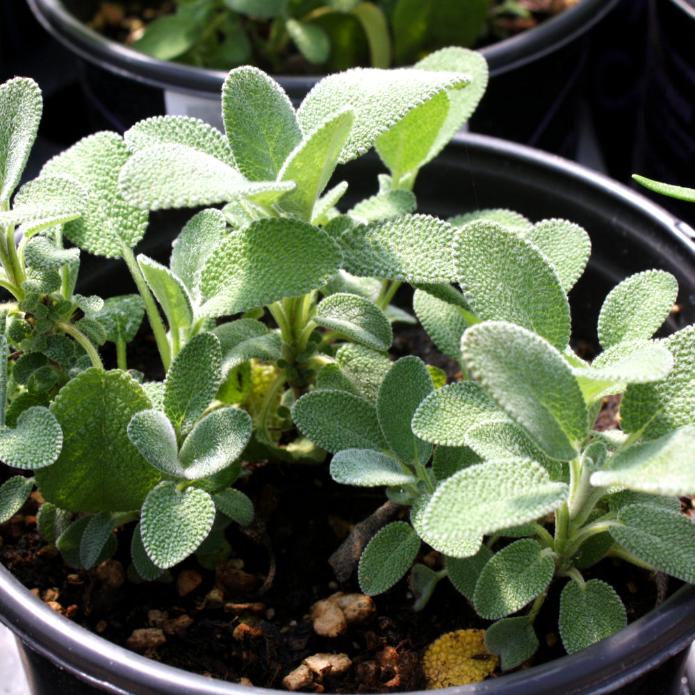 Al's Garden & Home 'Berggarten' Sage (Salvia officinalis), 4 Inch edible herb annual