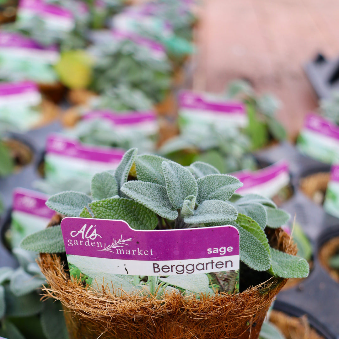 Al's Garden and Home Berggarten Sage