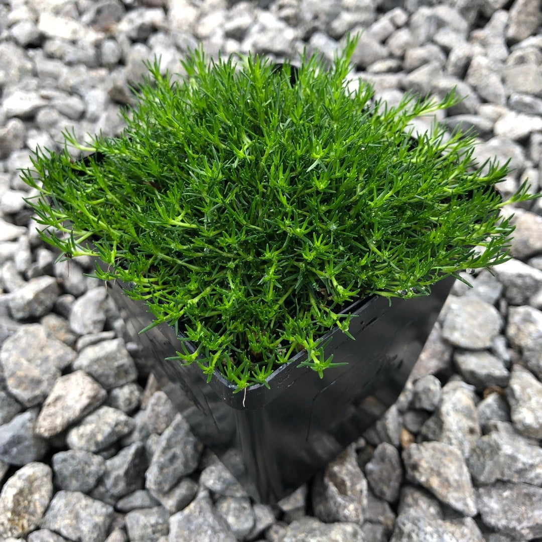 Al's Garden and Home Irish Moss houseplant