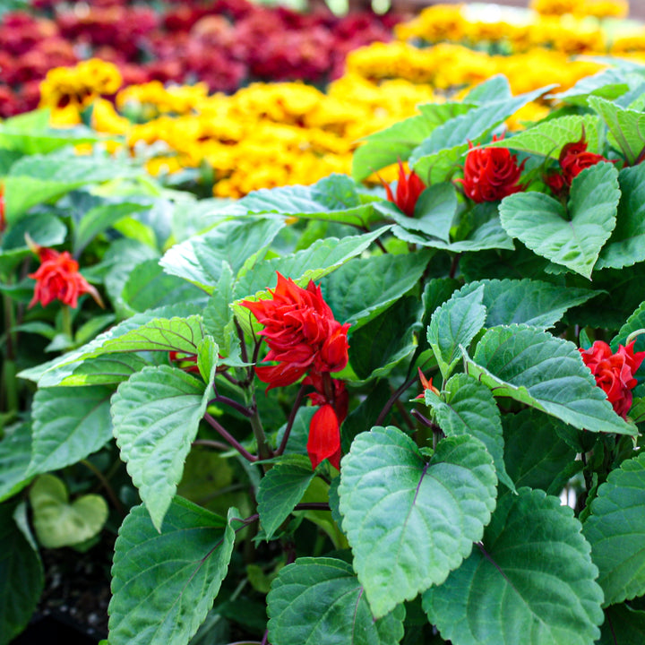 Seed Annuals 3 Pack (Assorted Varieties)
