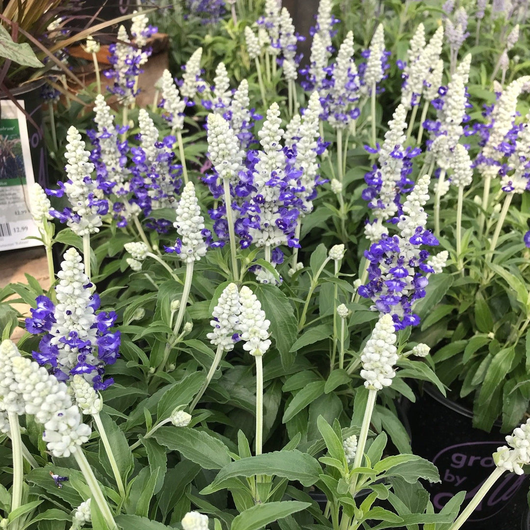 Al's Garden & Home 'Farina Blue Bicolor' Salvia, 1 Gallon edible herb annual