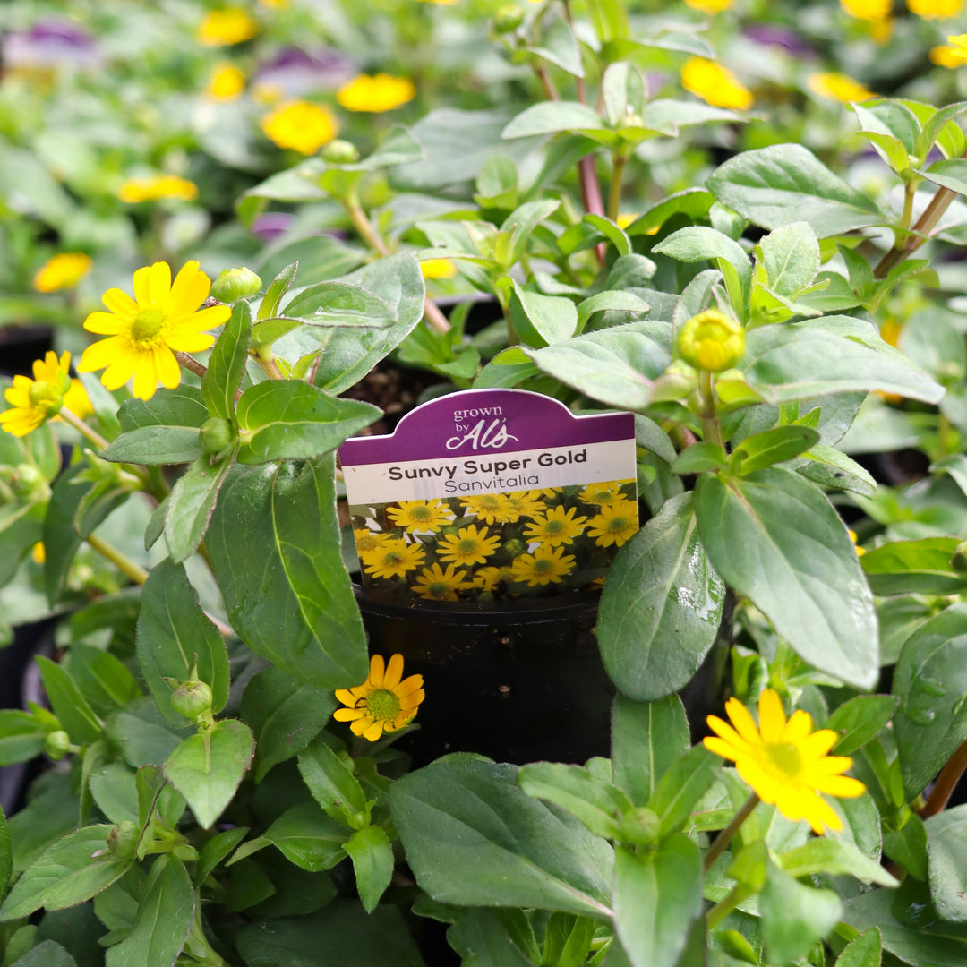 Creeping Zinnia