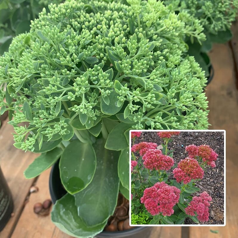 Al's Garden and Home Sedum Autumn Joy