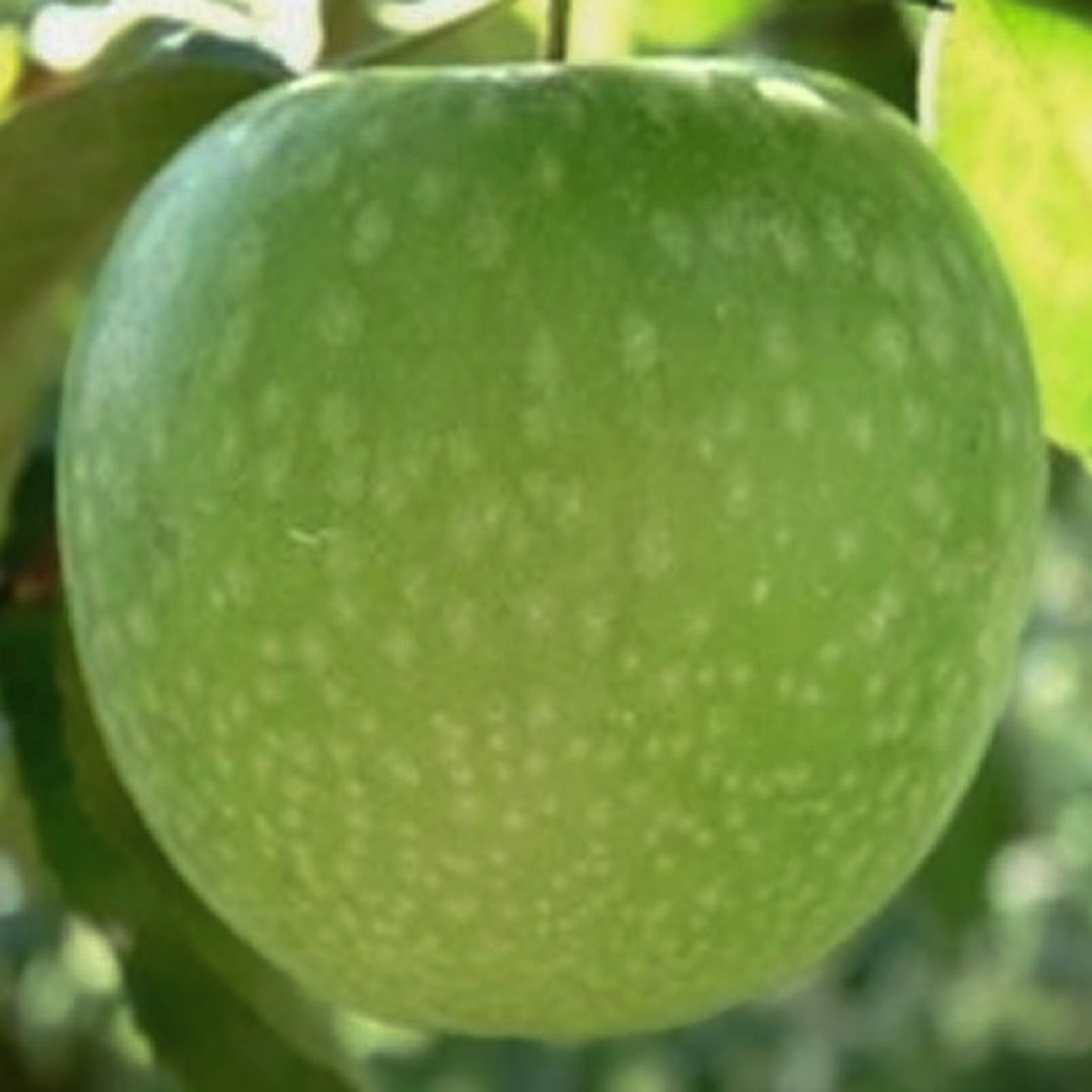 Al's Garden & Home 'Granny Smith' Semi-Dwarf Apple (Malus domestica), 7 Gallon edible tree