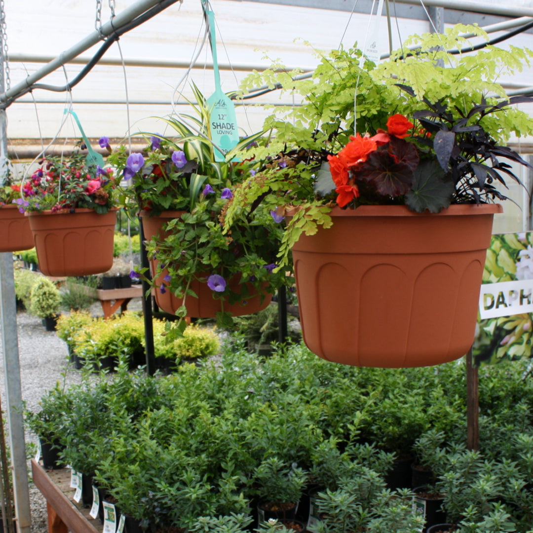 Al's Garden and Home 12 inch shade loving Hanging Baskets