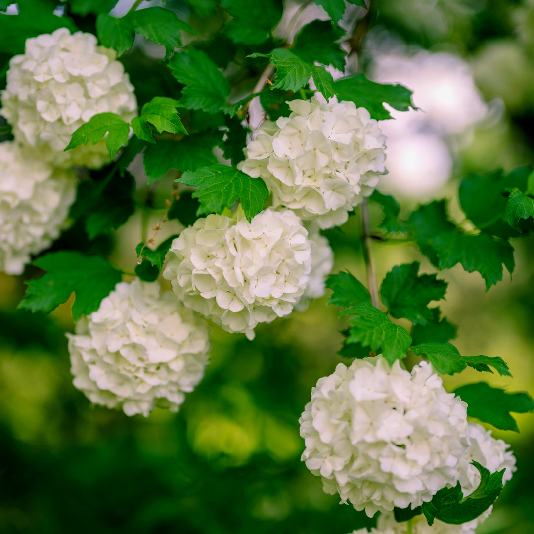 Al's Garden & Home 'Roseum' Snowball Bush (Viburnum opulus), 7 Gallon shrub