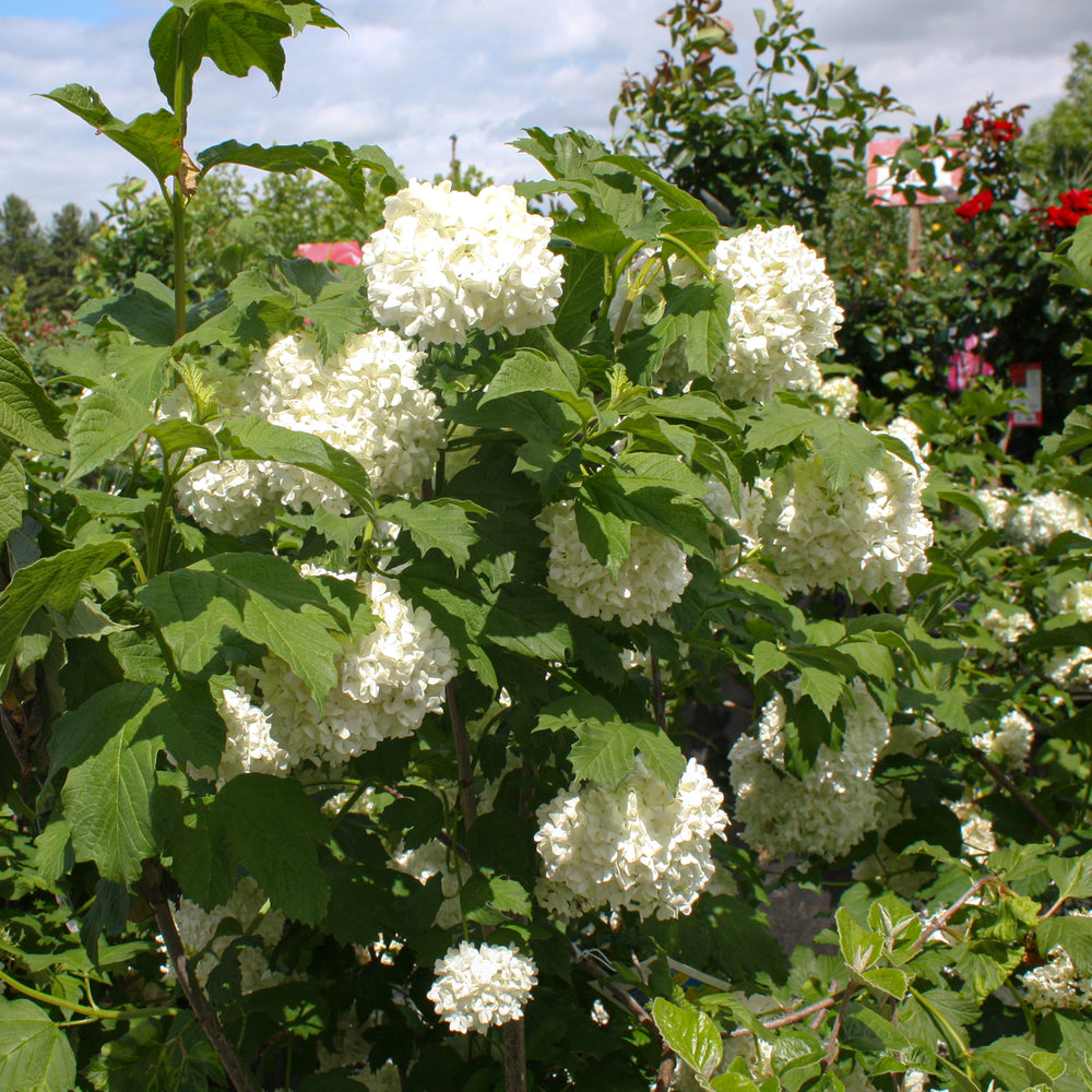 Al's Garden & Home 'Roseum' Snowball Bush (Viburnum opulus), 10 Gallon Tree shrub
