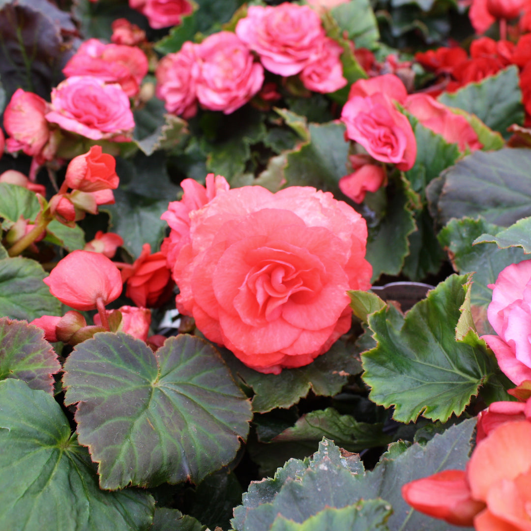 Al's Garden & Home 'Solar Mix' Begonia, 6 Inch annual