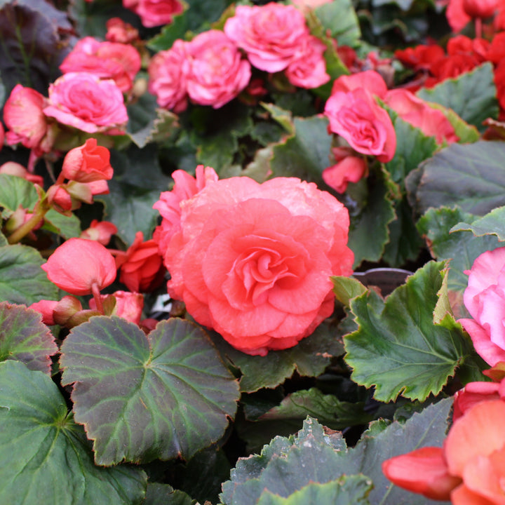Al's Garden & Home 'Solar Mix' Begonia, 6 Inch annual