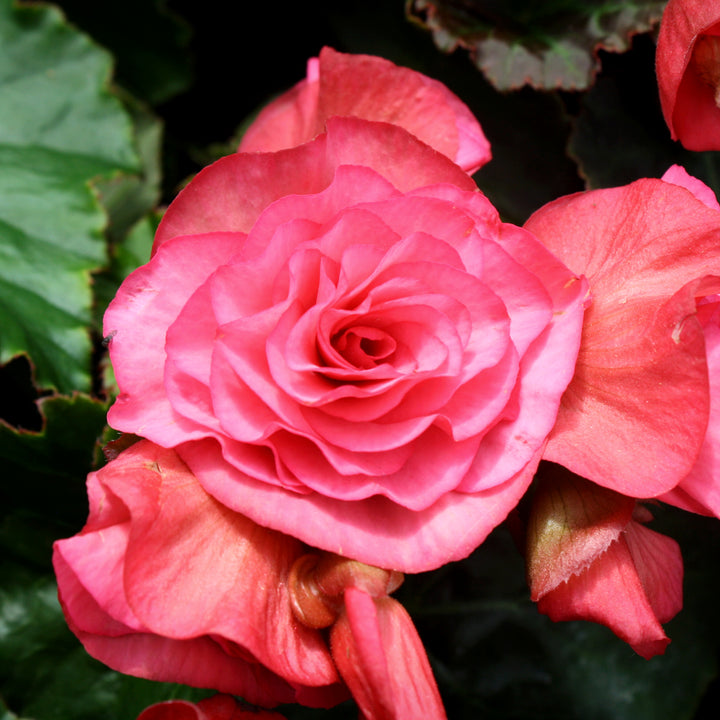 Al's Garden & Home 'Solar Mix' Begonia, 1 Quart annual