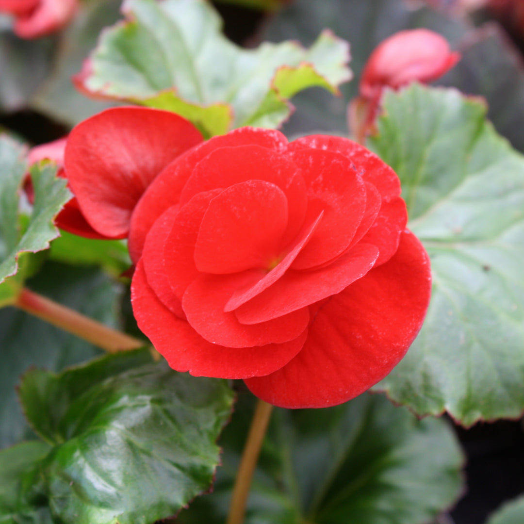 Al's Garden & Home 'Solar Mix' Begonia, 6 Inch annual