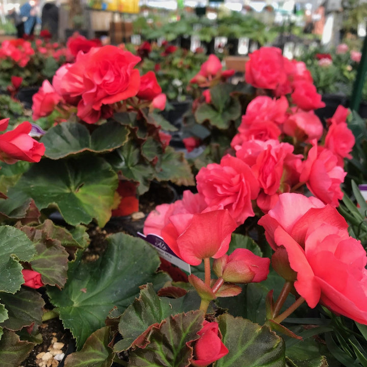 Al's Garden & Home 'Solar Mix' Begonia, 6 Inch annual