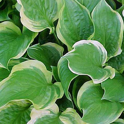 Hosta