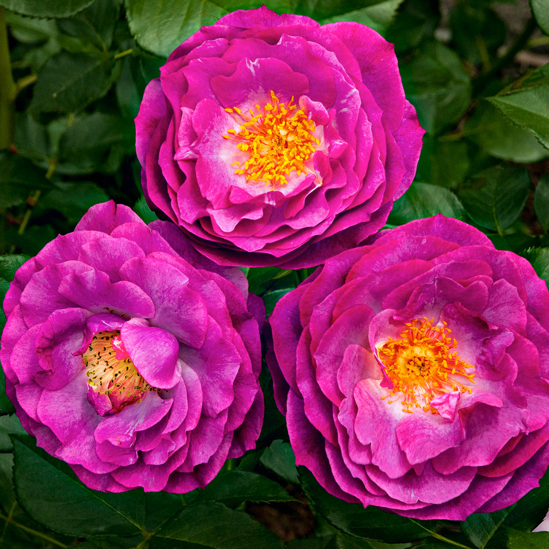 Al's Garden and Home 'Wild Blue Yonder' Grandiflora Star Rose shrub