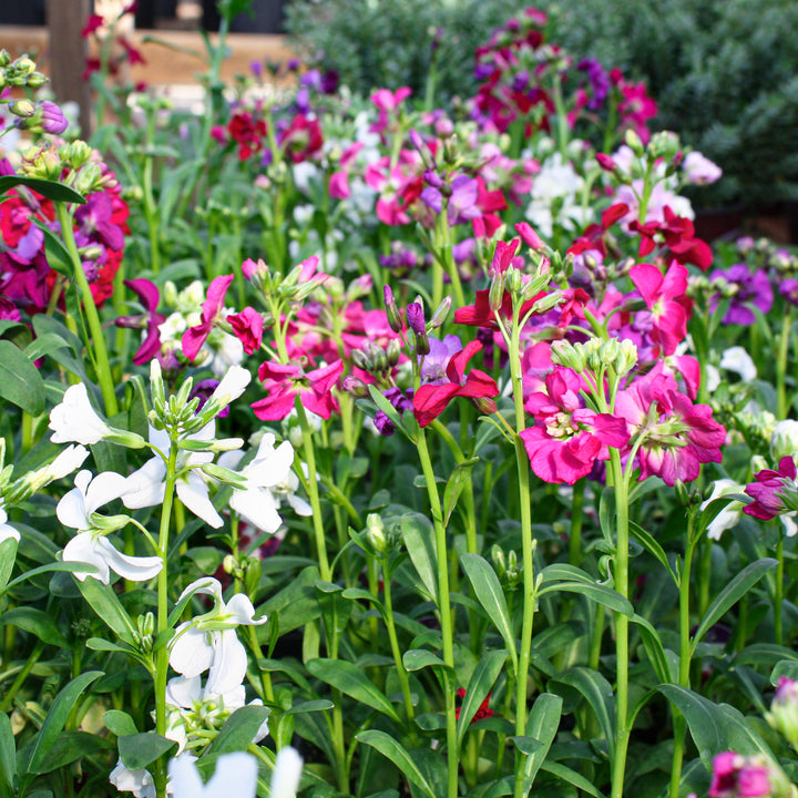 Seed Annuals 3 Pack (Assorted Varieties)